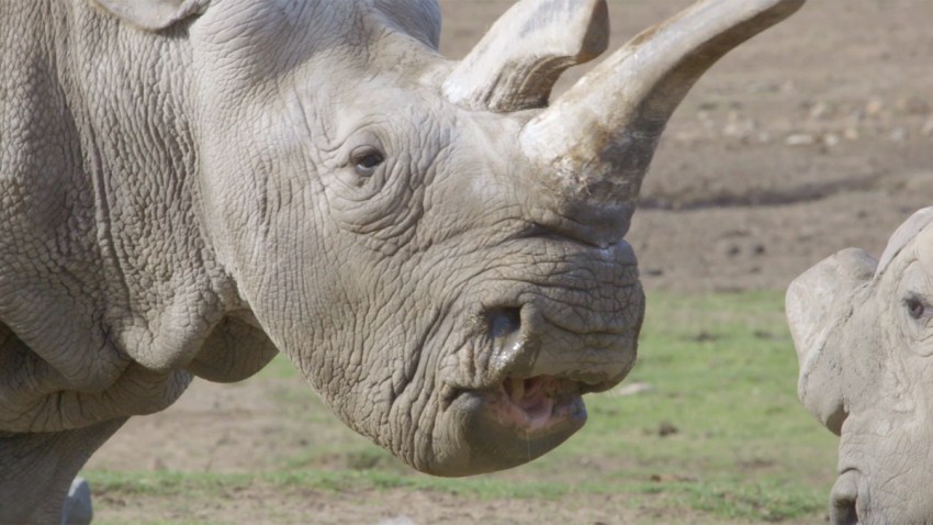 san diego zoo safari park northern white rhino