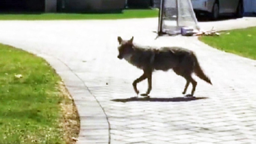 norwood coyotes