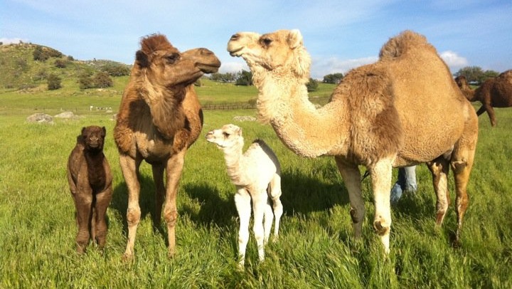 oasiscameldairy22832
