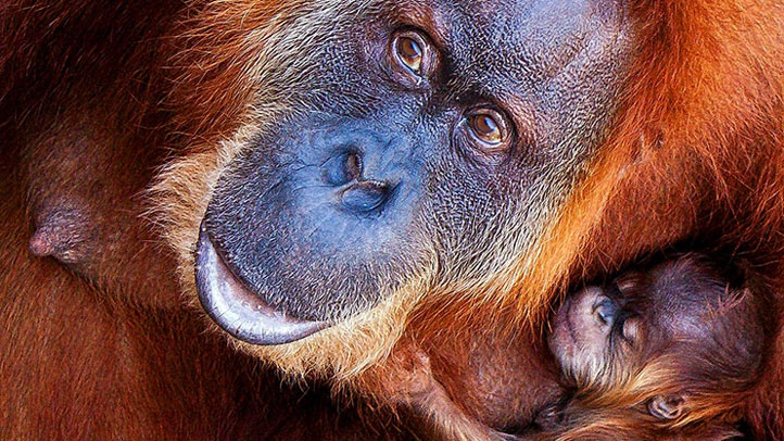 orangutan-baby-fw