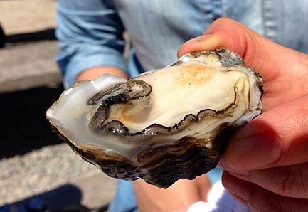 oystersavilabeach1