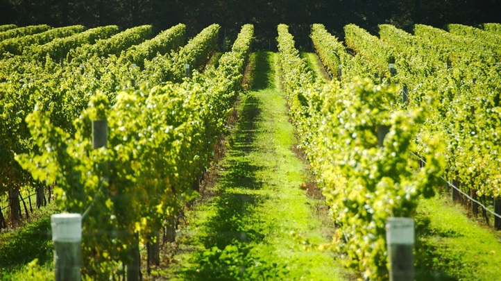 pacificcoastwinetrail13