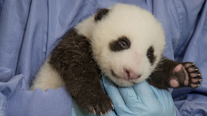 Giant Panda  San Diego Zoo Animals & Plants