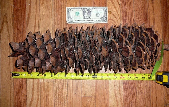 pineconefest02929323