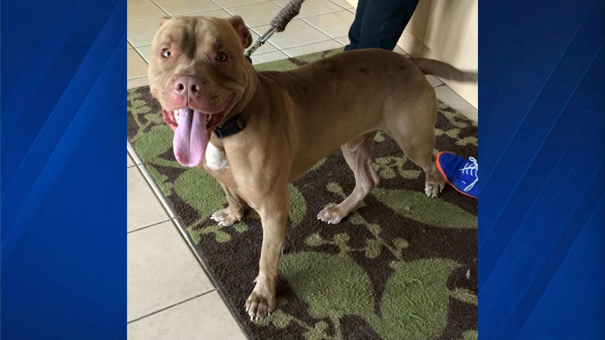 calumet area humane society