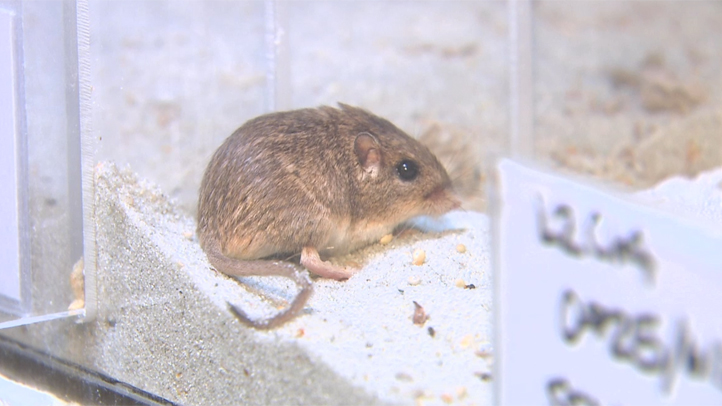 Endangered Pocket Mice Begin Breeding in Captivity – NBC 7 San Diego