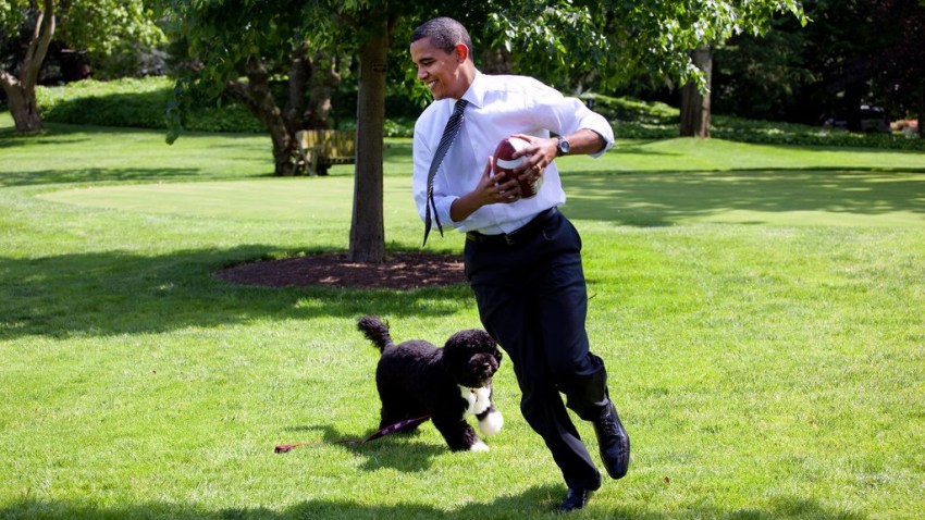 potus-dogs-football