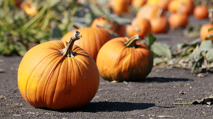For a Fall-Filled Day: Pumpkin Patch and Restaurant ...
