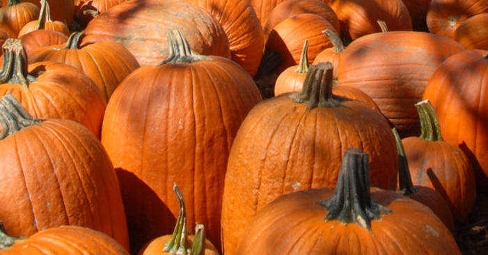 pumpkins-halloween-generic-oct17343