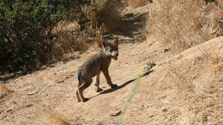 Mexican Gray Wolf Puppy