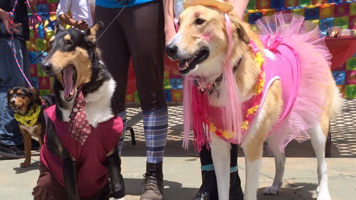 puppyprom15_ranchosantafe