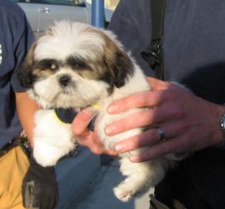 puppyrescue2