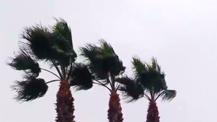 rain wind palm trees