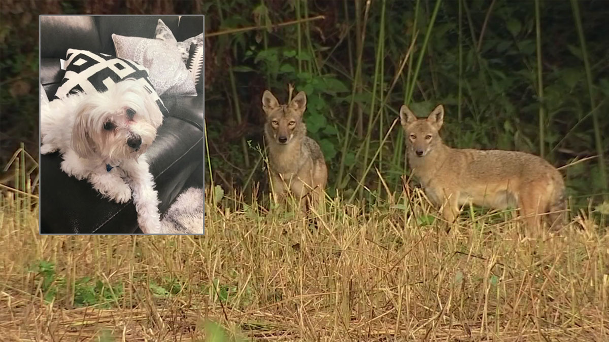 Rancho Peñasquitos Residents Worried By Recent Coyote Attacks On Dogs ...