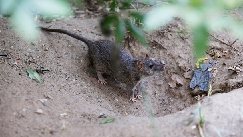 New York City Rats