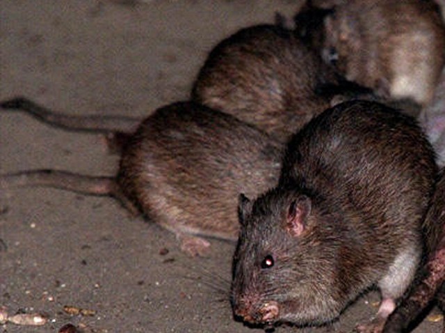 rats generic