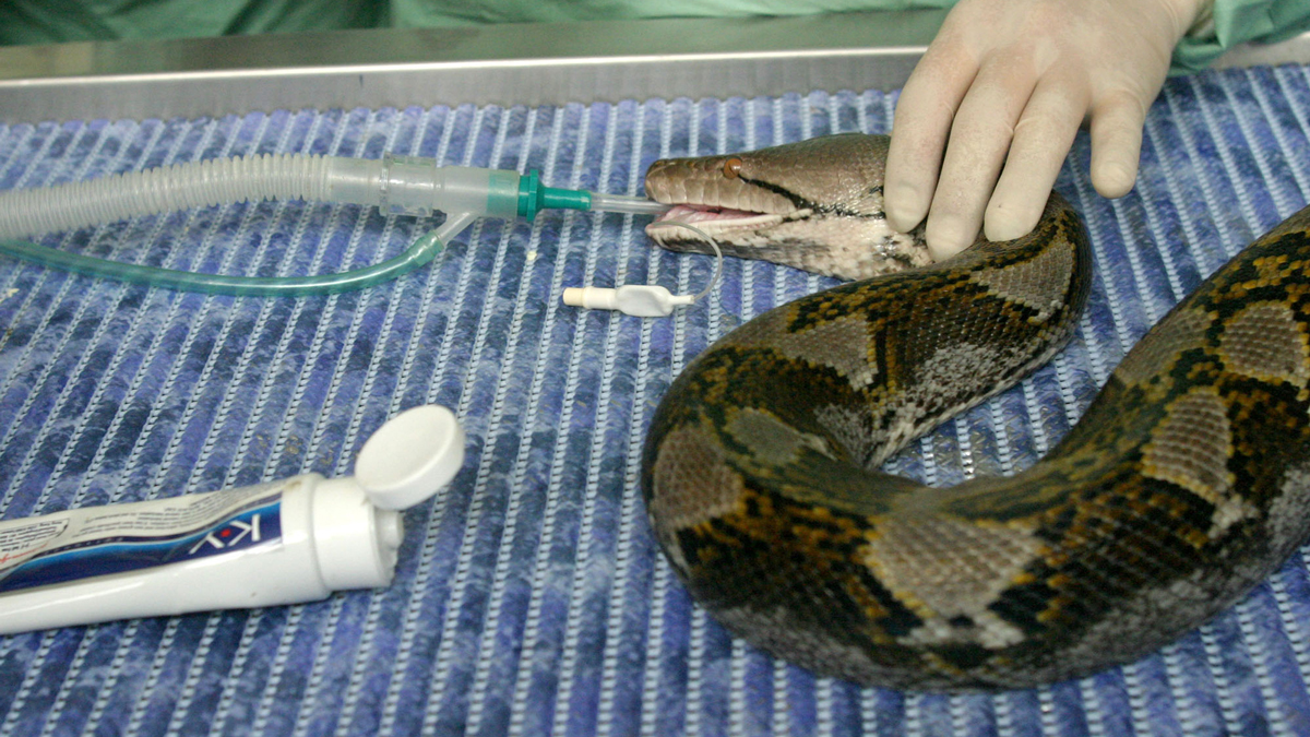 23-Foot-Long Python Swallows Indonesian Woman – NBC 7 San Diego