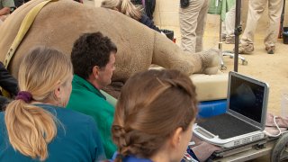 Several researchers and veterinarians take part in the retrieval of a female rhinoceros' eggs at the San Diego Zoo Safari Park.