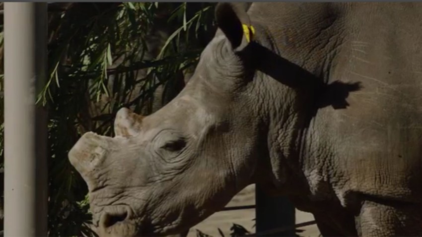 rhino2