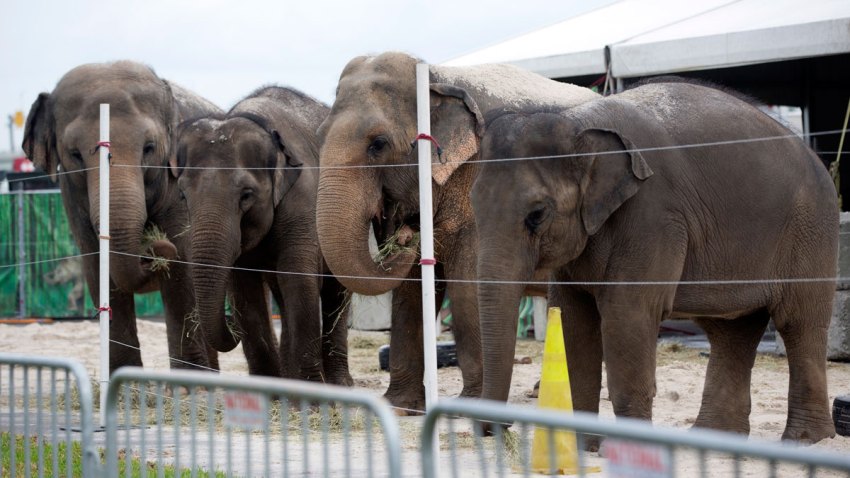 Ringling Elephants