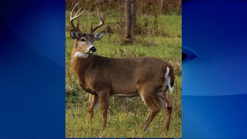 robo deer maryland natural resources
