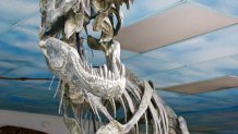 roynon museum Tarbosaurus 1