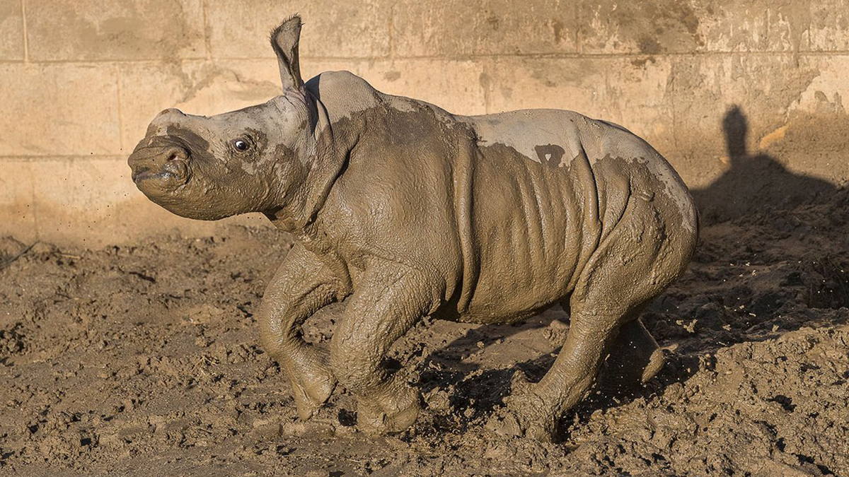 San Diego Zoo Names Baby White Rhino – NBC 7 San Diego