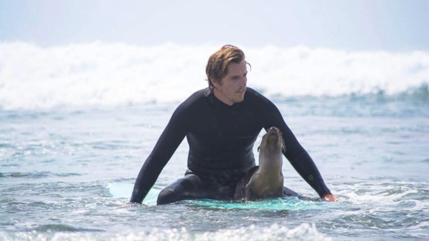sea lion surfer 1