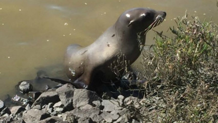 sea lion3