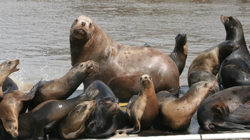 Steller Sea Lion