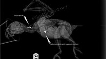 shot wild parrot radiograph