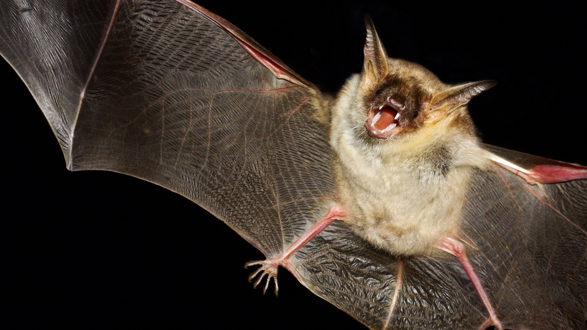 San Diego County searches for rabies-infected bat victim found inside safari park – NBC 7 San Diego