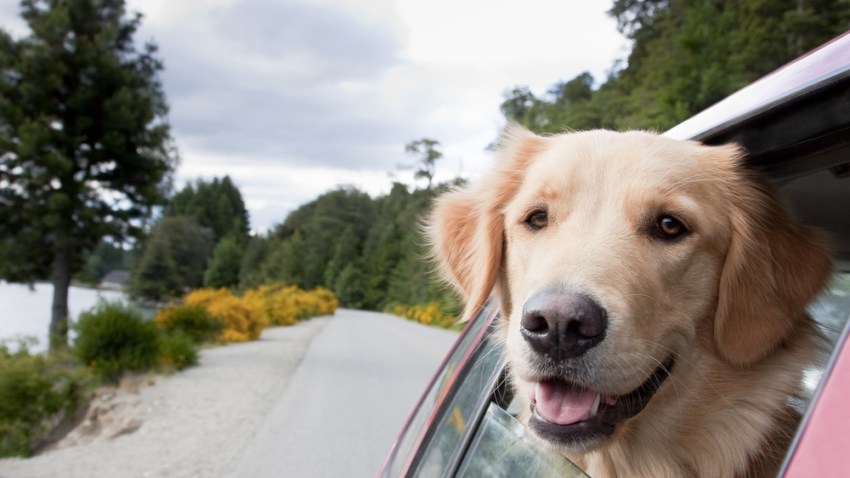 happy dog in a car
