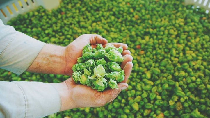 sierranevadahops293213
