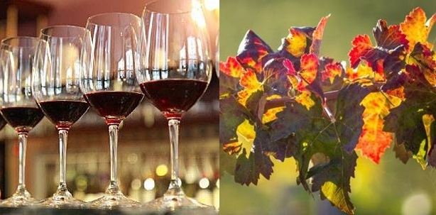 siptemeculafall29293