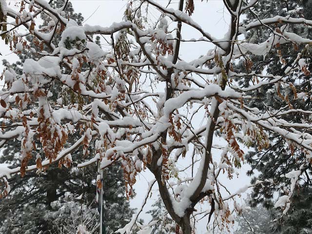 As two storm systems moved through Southern California, Wrightwood got a healthy dusting of snow Nov. 21, 2019. 