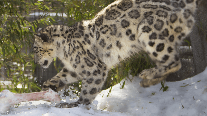 San Diego Zoo Snow Leopards Get Snowy Surprise – NBC 7 San Diego