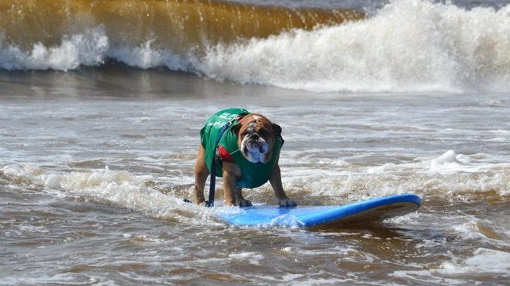 surfdogbulldog1