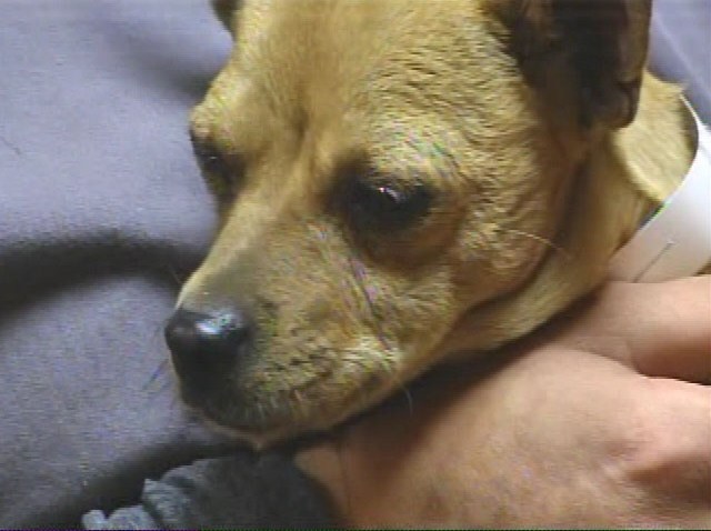 surviving chihuahua