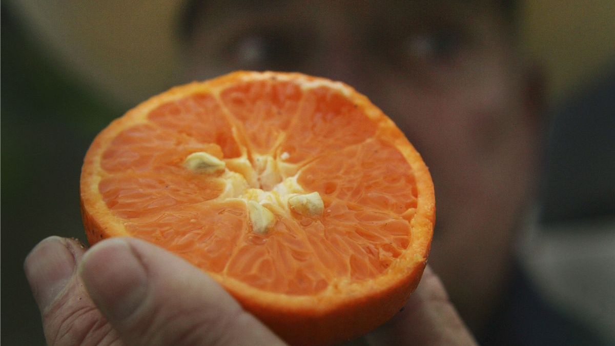 Самый большой апельсин. Самый большой из цитрусовых. Апельсины на рынке. Самый большой мандарин в мире. Мандарин деньги