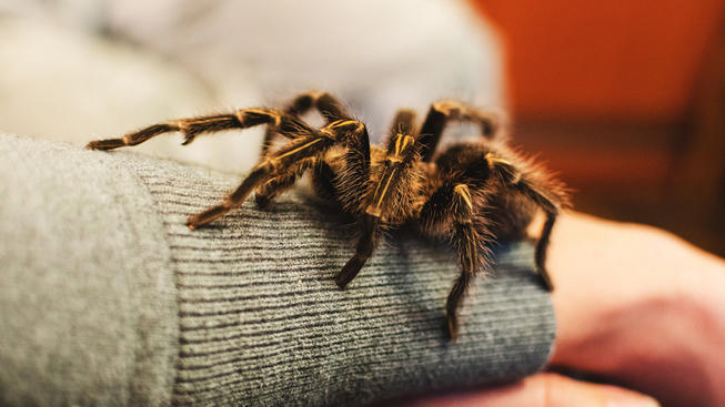tarantula-portada122