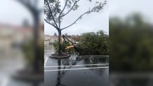 tera nova tree down storm 112819
