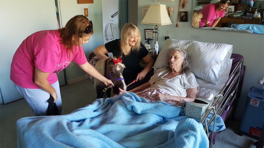 therapy horse CG 09272015