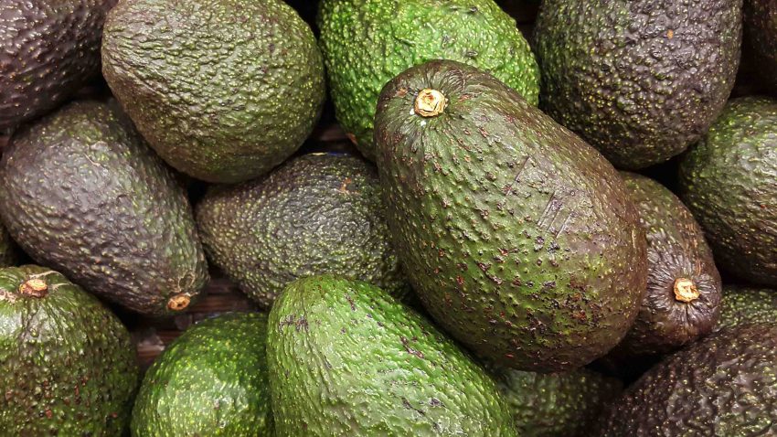 tlmd-archivo-avocado-peligro-1234