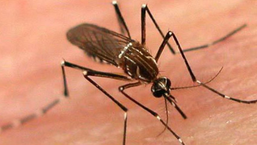 tlmd_dengue_salud_620