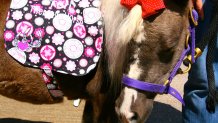 tori therapy horse CG 09272015