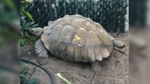 tortoise rescue 2 100419