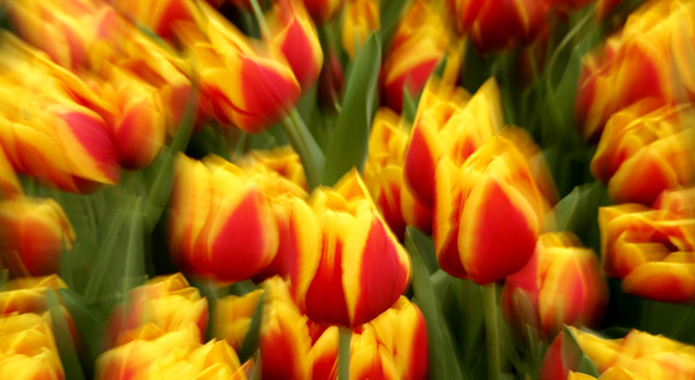 tulips-getty-640