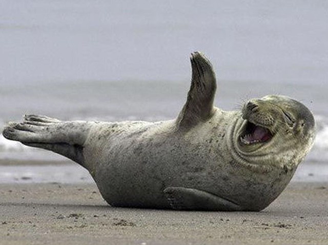 walrus-lol