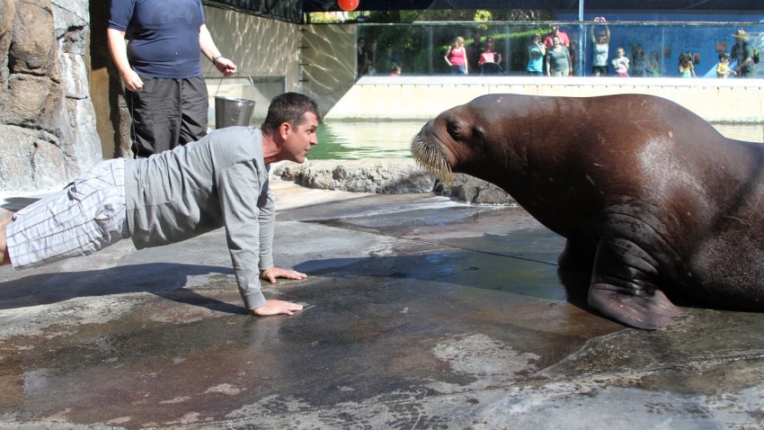 walrus2